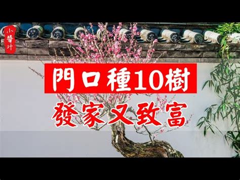 門口擋煞盆栽|10種旺財門口植物